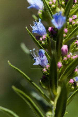 Photo for Flora of Gran Canaria -  Echium callithyrsum, blue bugloss of Tenteniguada, endemic to the island, natural macro floral background - Royalty Free Image