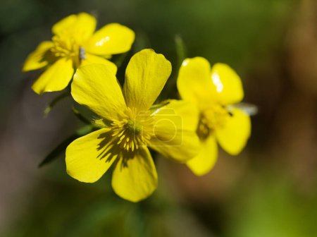 Flora de Gran Canaria - flores de color amarillo brillante de Ranunculus cortusifolius, fondo macro floral natural de buttercup canario