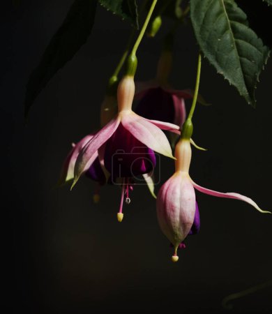 Flor rosa Fucsia fondo macro floral natural