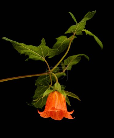Téléchargez les photos : Flore de Gran Canaria - Canarina canariensis, Canary bellflower isolé sur noir - en image libre de droit