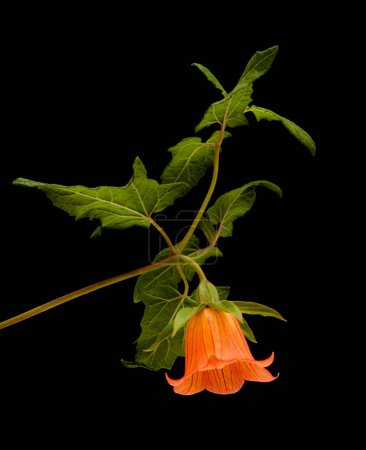 Flora of Gran Canaria -  Canarina canariensis, Canary bellflower isolated on black