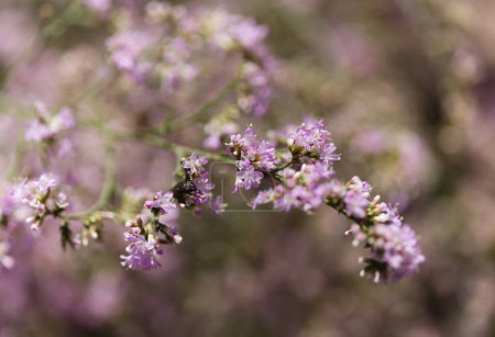 Flora of Gran Canaria -  Limonium tuberculatum, vulnerable sea lavender species natural macro floral background