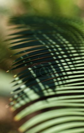 Leaves of Dioon edule, the chestnut dioon, natural macro floral background