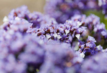 Flora of Gran Canaria -  Limonium preauxii, Sea lavender endemic to the island 
