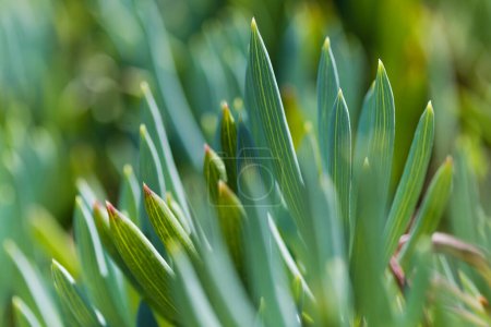 Curio repens aga blauen Finger Pflanze attraktive saftige Blätter natürliche Makro blumigen Hintergrund