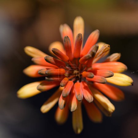Aloe mendesii Blütenstand mit orangen, rosa und gelben Blüten, natürlicher makrofloraler Hintergrund