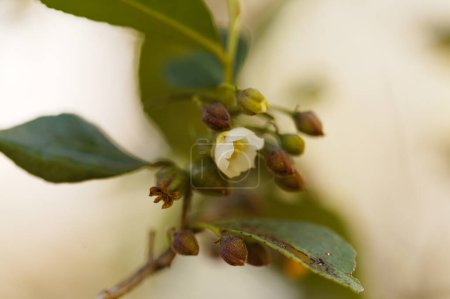 Foto de Flora de Gran Canaria - Flor del árbol de Visnea mocanera, fondo macro floral natural - Imagen libre de derechos