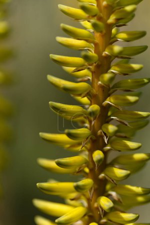Blühende Aloe vera, die wahre Aloe, kommerziell bedeutende Pflanze auf den Kanarischen Inseln, natürlicher makrofloraler Hintergrund