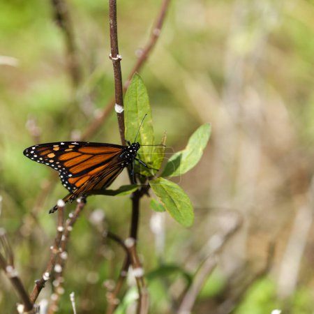 Fauna of Glan Canaria - monarch butterfly, Danaus plexippus