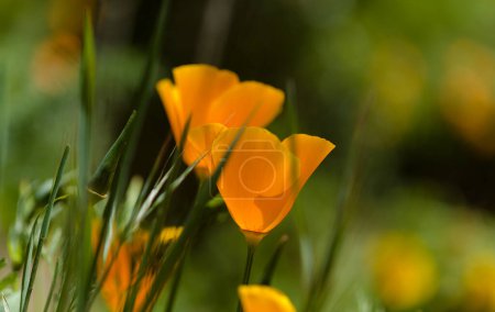Foto de Flora de Gran Canaria - Eschscholzia californica, la amapola de California, especies introducidas e invasoras fondo macro floral natural - Imagen libre de derechos