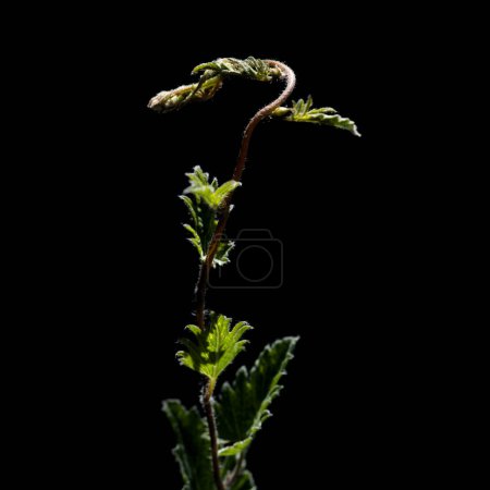 Foto de Flora de Gran Canaria - Convolvulus althaeoides, mallow bindweed - Imagen libre de derechos
