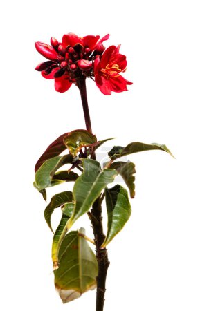Photo for Flowering Jatropha integerrima, peregrina or spicy jatropha, isolated on white background - Royalty Free Image