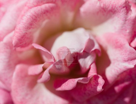 Photo for Beautiful old style open pink rose natural macro background - Royalty Free Image