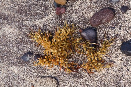 Foto de Algas marinas de Sargassum lavadas en grandes cantidades en las playas de Las Palmas de Gran Canaria - Imagen libre de derechos