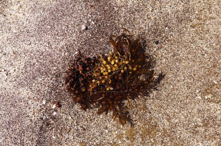 Algas marinas de Sargassum lavadas en grandes cantidades en las playas de Las Palmas de Gran Canaria