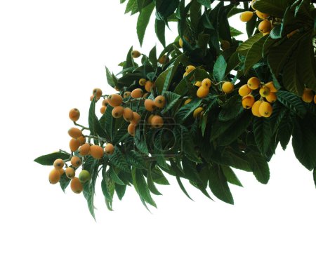 Horticulture of Gran Canaria - loquat, Eriobotrya japonica, natural macro floral background