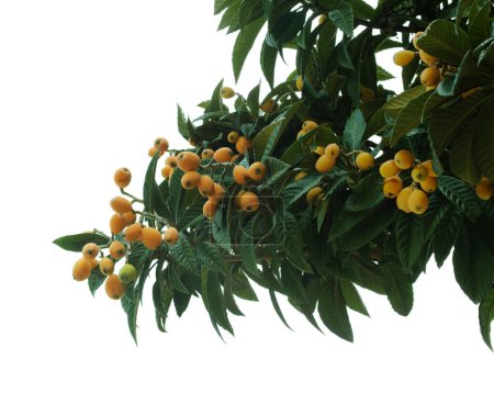 Gartenbau auf Gran Canaria - Mispel, Eriobotrya japonica, natürlicher makrofloraler Hintergrund