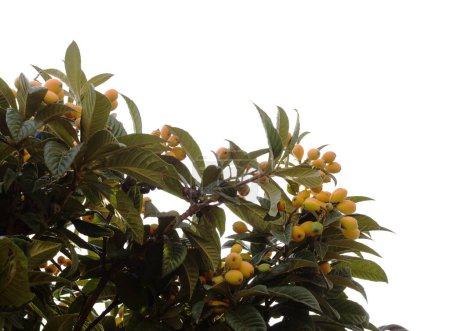 Gartenbau auf Gran Canaria - Mispel, Eriobotrya japonica, natürlicher makrofloraler Hintergrund