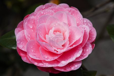 Floraison rose Camellia naturel macro fond floral