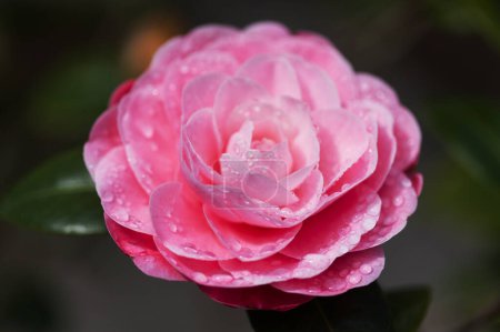 Floración rosa Camellia fondo macro floral natural