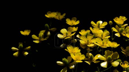 Flora of Gran Canaria - bright yellow flowers of Ranunculus cortusifolius, Canary buttercup