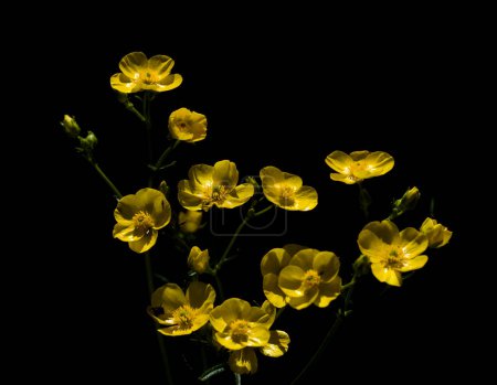 Flora de Gran Canaria - flores de color amarillo brillante de Ranunculus cortusifolius, buttercup canario