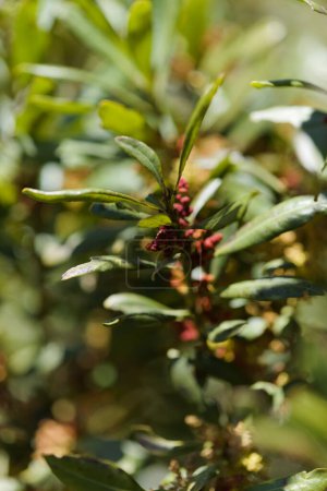 Flora von Gran Canaria - Myrica faya, Feuerbaum, endemisch in Macaronesia, natürlicher makrofloraler Hintergrund