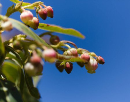 Flora von Gran Canaria - kleine Blüten von Arbutus canariensis, kanarische Drohne, natürlicher makrofloraler Hintergrund