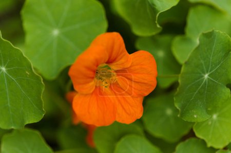 Téléchargez les photos : Flore de Gran Canaria - Tropaeolum majus, le nasturtium de jardin, plante introduite et envahissante, comestible - en image libre de droit