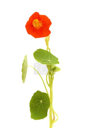 Téléchargez les photos : Flore de Gran Canaria - Tropaeolum majus, le nasturtium de jardin, plante introduite et envahissante, comestible - en image libre de droit