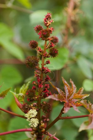 Flora de Gran Canaria - Ricinus communis, el frijol castor, especies introducidas, fondo macro floral natural