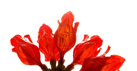 Rote Blüten von Spathodea campanulata, afrikanischem Tulpenbaum, isoliert auf weißem Hintergrund 