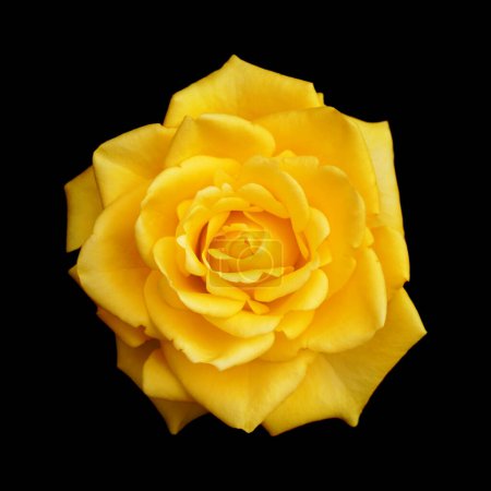 Gelbe, vollständig geöffnete Rosenblüte, isoliert auf schwarzem Hintergrund 
