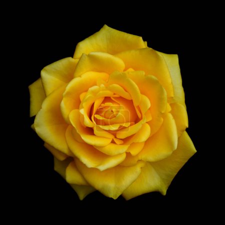 Gelbe, vollständig geöffnete Rosenblüte, isoliert auf schwarzem Hintergrund 