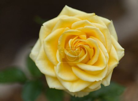 Yellow fully opened rose flower, macro floral background