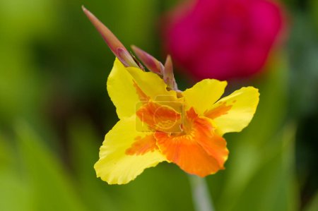 Orange und gelb Cann Lilie natürliche Makro floralen Hintergrund