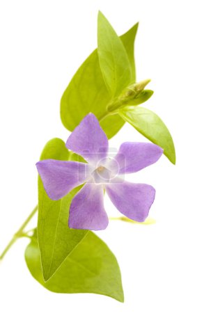Flore de Gran Canaria - Vinca major, pervenche à grandes feuilles, espèce introduite, isolée sur blanc