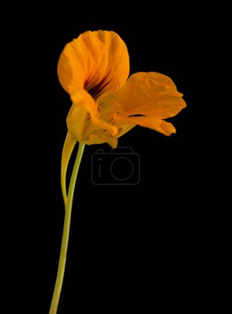 Photo for Flora of Gran Canaria -  Tropaeolum majus, the garden nasturtium, introduced and invasive plant, edible, isolated on black - Royalty Free Image