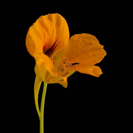 Photo for Flora of Gran Canaria -  Tropaeolum majus, the garden nasturtium, introduced and invasive plant, edible, isolated on black - Royalty Free Image