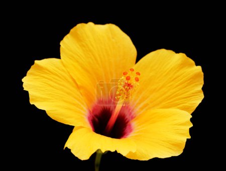 Téléchargez les photos : Beau Hibiscus rosa-sinensis jaune alias hibiscus chinois isolé sur fond noir - en image libre de droit