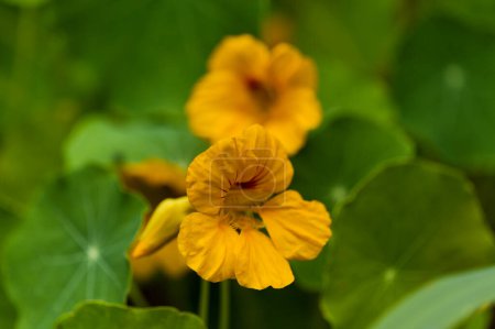 Photo for Flora of Gran Canaria -  Tropaeolum majus, the garden nasturtium, introduced and invasive plant, edible, natural macro floral background - Royalty Free Image