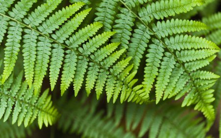 Green fresh fronds of fern natural macro floral background