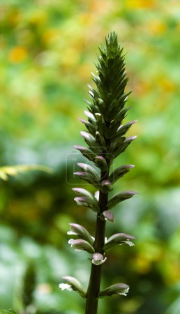 Flora von Gran Canaria - Acanthus mollis, auf die Kanarischen Inseln eingeschleppte Bärlauch-Pflanze, natürlicher makrofloraler Hintergrund
