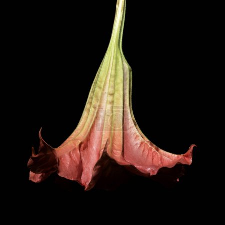 Large heavy flower of Brugmansia, Angel trumpet, isolated on black