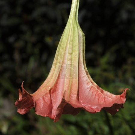 Large heavy flower of Brugmansia, Angel trumpet