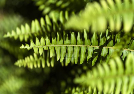 Téléchargez les photos : Frondes fraîches vertes de fougère fond macro floral naturel - en image libre de droit