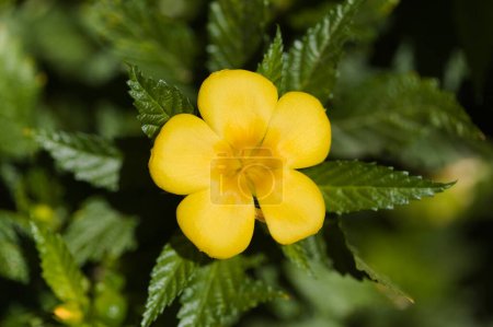 Téléchargez les photos : Fleurs jaunes de Turnera ulmifolia, aulne jaune, fond macro floral naturel - en image libre de droit