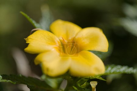 Yellow flowers of Turnera ulmifolia, yellow alder, natural macro floral background