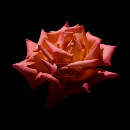 Rosa totalmente abierta y rosa naranja flor aislada sobre fondo negro
