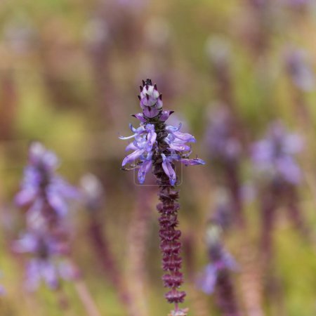 Blaue Blüten von Coleus comosus, scheußliche Katzenpflanze, natürlicher makrofloraler Hintergrund